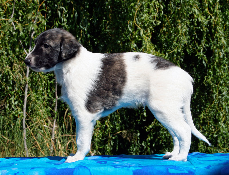 Surf Spots - Boy 2 Left